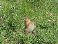 Ground Squirrel